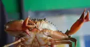Phát hiện cua biển có cặp càng '4 chạc' hiếm gặp ở Cà Mau