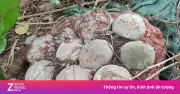 Phát hiện hóa thạch trứng khủng long nguyên vẹn giữa trung tâm Quảng Châu