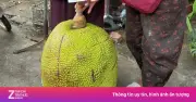 Quả mít 53 kg gây sốt ở chợ Lạng Sơn, chủ nhân bất ngờ vì viral