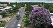 Quốc lộ 20 rực tím hoa bằng lăng, cây hơn 20 năm 'níu chân' du khách