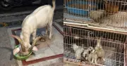 Quán cà phê từng ví như thảo cầm viên thu nhỏ nay hứng bão 1 sao vì nuôi nhốt động vật