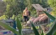 Quảng Trị khởi tố 6 bị can vận chuyển 250 tấn lợn dịch tả châu Phi