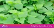 Rau lang: Thanh nhiệt, giải độc và nhiều lợi ích sức khỏe bất ngờ