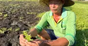 Rau màu chết bất thường ở Đồng Tháp: Nông dân chật vật chuẩn bị vụ mới