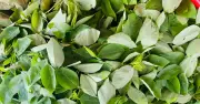 Rau ngót có phải rau ăn lá tốt nhất? Ai nên ăn nhiều?