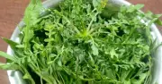Rau tề thái mọc hoang đầy Việt Nam: 