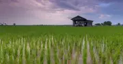 Rize huy động 31 triệu USD mở rộng canh tác lúa bền vững tại Đông Nam Á