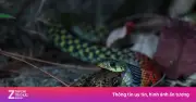 Rắn hổ hồng: Loài tưởng vô hại nhưng cực độc, chưa có huyết thanh giải