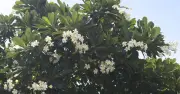 'Rừng sứ' trắng xóa nghĩa trang trăm tuổi ở Đồng Nai