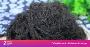 Rong tóc tiên: Vị thuốc quý thanh nhiệt, bổ dưỡng chẳng kém nhân sâm