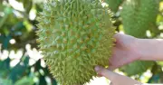 Rút ngắn thời gian cấp mã số vùng trồng sầu riêng còn 3 ngày