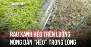 Ruộng rau Đồng Tháp hư hại, lá trắng bất thường sau bơm nước từ kênh Giữa