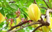 Sự thật về ý nghĩa phong thủy cây khế không phải ai cũng biết