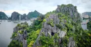 Sau bão số 1, hoa phát tài núi vẫn rực vàng trên vịnh Hạ Long