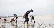 Sau bão số 1, người dân đổ xô đi nhặt lộc biển, 1 tiếng thu gần 10kg hải sản