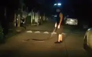 Say rượu bắt trăn hoang mang về nhà nuôi, người đàn ông Thái Lan suýt lãnh hậu quả