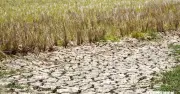 'Siêu El Nino' đe dọa 350.000 ha lúa đông xuân 2026 ở ĐBSCL
