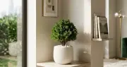 So sánh tùng la hán và tùng bồng lai: Nên chọn loại nào cho phòng khách?