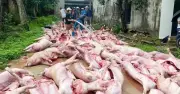 Sét đánh mất điện, 550 con lợn chết ngạt thiệt hại 5,5 tỷ đồng