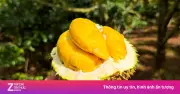 Sầu riêng Musang King rớt giá kỷ lục còn 70.000 đồng/kg, nông dân lo lắng