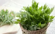 Tác dụng của lá ngải cứu đối với phụ nữ và lưu ý khi dùng