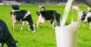 Thái Lan khủng hoảng thừa 183 tấn sữa/ngày, 50 hợp tác xã nguy cơ phá sản