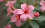 Tháng sinh Âm lịch của người cuộc đời bình lặng nhưng hậu vận thắng lớn