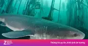 Thoát chết hy hữu trước hàm cá mập 7 mang ở Tasmania