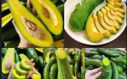 Tiểu thương mách cách phân biệt bơ non và bơ già chỉ nhờ 3 chi tiết nhỏ