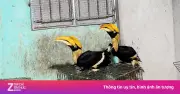 Tạm giam 2 người Trung Quốc nuôi nhốt trái phép động vật quý hiếm tại Bắc Ninh