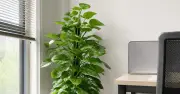 Top cây cảnh văn phòng dễ chăm: lưỡi hổ, trầu bà, kim tiền