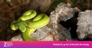 Trại rắn Đồng Tâm cảnh báo trào lưu săn bắt rắn lục đuôi đỏ gây mất cân bằng sinh thái