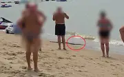 Trăn khổng lồ bất ngờ xuất hiện tại bãi biển Pattaya, du khách hoảng loạn tháo chạy