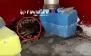 Trăn khổng lồ ẩn dưới gầm bàn ở Ấn Độ được giải cứu ngoạn mục