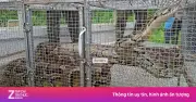 Trăn đất nặng 30 kg bất ngờ bò vào vườn nhà dân ở Phú Thọ