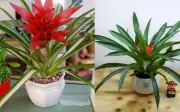 Trồng 3 loại cây này trong nhà giúp sạch bụi mịn, ngoại ô tài lộc kéo vào