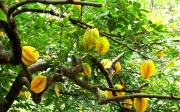 Trồng cây khê đúng vị trí giúp gia chủ rước tài đón lộc