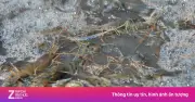 Trung Quốc vượt Mỹ thành thị trường nhập khẩu thủy sản lớn nhất Việt Nam nửa đầu 2026