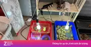 Tây Ninh khởi tố vụ nuôi nhốt trái phép 104 cá thể động vật hoang dã