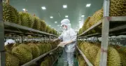Vụ án sầu riêng: Hé lộ khoảng trống quản lý mã số vùng trồng