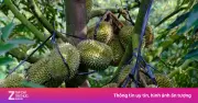 Vì sao cùng loại sầu riêng nhưng giá bán chênh nhau cả chục lần?