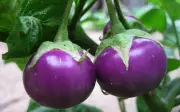 Vì sao không nên ăn cà tím sống? Nguy cơ và cách ăn an toàn