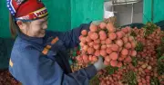 Vải thiều Bắc Ninh mất mùa lập kỷ lục doanh thu hơn 7.200 tỷ đồng
