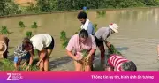 Video: Nhóm khách Tây làm ruộng, cày lúa, kéo cày ở Sa Pa