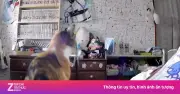 Video phản ứng của mèo trước động đất ở Nhật Bản gây sốt