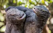 Video rồng Komodo vật lộn dưới cầu gây sốt mạng