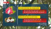Video tháo gỡ vướng mắc trong cấp mã số vùng trồng, cơ sở đóng gói