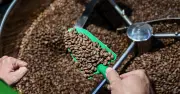 Việt Nam bán triệu tấn hạt, Trung Quốc ồ ạt mua giá cao thành khách hàng lớn