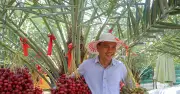 Vườn chà là ngoại triệu quả ở Khánh Hòa, giá hơn nửa triệu đồng/kg