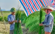 Vùng cói lớn nhất Thanh Hóa vào vụ thu hoạch cao điểm